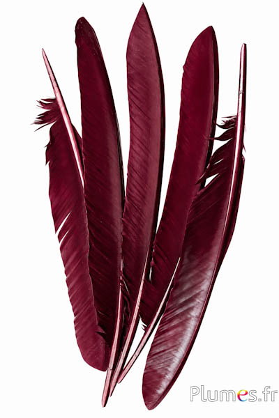 Pfau blau - 33-37 cm - bordeaux-braun 